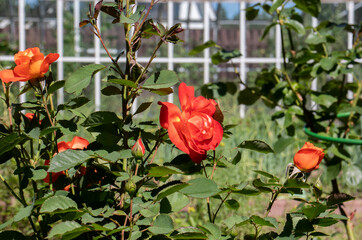 red roses in the garden