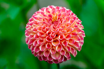 Dahlia 'Will's Ringwood Rosie' a pink summer autumn pompom flower tuber plant, stock photo image
