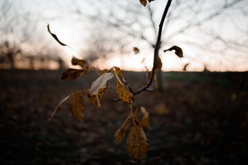 Rusty leaves swaying in the wind. Moldavian walnut orchard in the sunset.