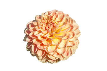 Dahlia 'Texas Moon' a pink summer autumn pompom flower tuber plant cut out and isolated on a white background, stock photo image