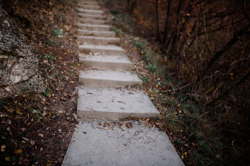 Amazing view of climbing stairs in the forest