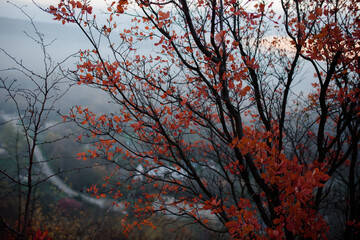 Bloody trees on the hillside in a late autumn