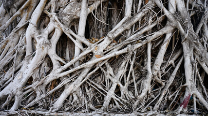   background and texture root old tree                              
