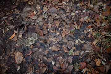 Fallen leaves on cold, damp ground