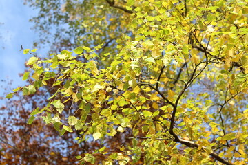 Autumn Leaves Photo