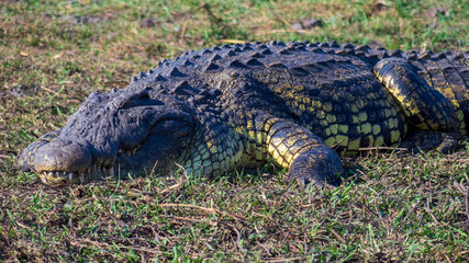 crocodile in the grass