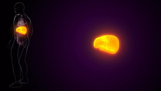 liver 3d illustration human digestive system anatomy