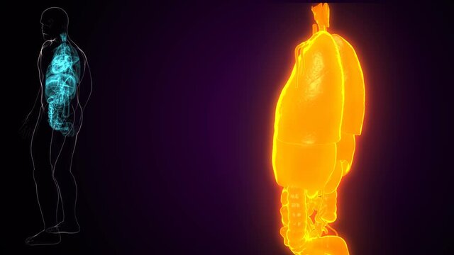 3d illustration of human digestive system anatomy .