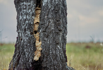 Naklejka premium Wild hive in a birch tree trunk