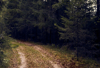 Fototapeta premium Forest road in autumn