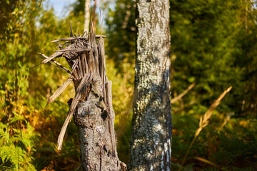 Broken birch in the forest