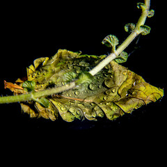 Green leaf with a sprig of mint with water drops on a black background, wallpaper, postcard, close-up, macro