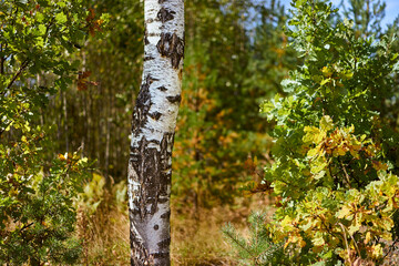 Obraz premium Birch trunk in focus in autumn forest