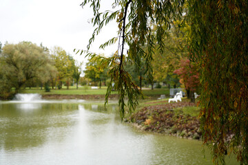 Selective focus shot of a willow branch with foliage over a small pond in an autumn park © Hel Fei/Wirestock