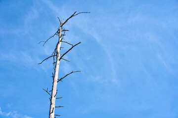 Dead dry tree on a background of clear sky