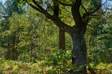 Massive oak tree in the autumn forest