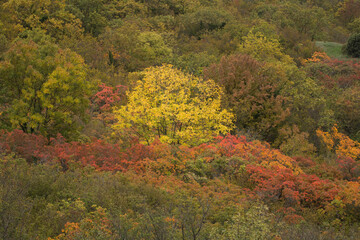 
Autumn landscape. Multi-colored trees.