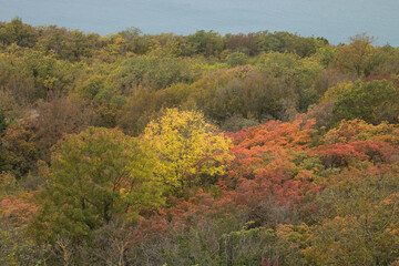 Fototapeta premium Autumn landscape. Multi-colored trees.