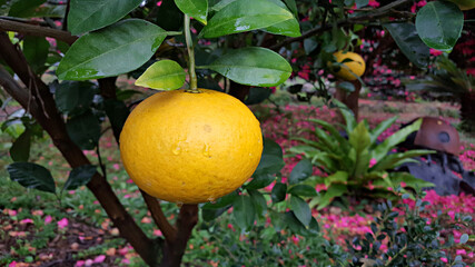 한국 제주도의 대표 과일 귤