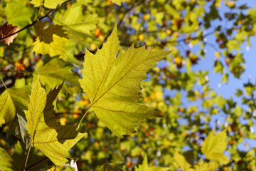 葉っぱ メイプル 紅葉 秋 緑 風 夕暮れ