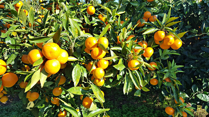 한국 제주도의 대표 과일 귤