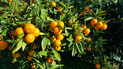 한국 제주도의 대표 과일 귤