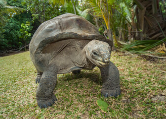 Fototapeta premium Giant turtle (Geochelone gigantea), endemic to the Islands of the Aldabra Atoll in the Seychelles, in natural conditions.