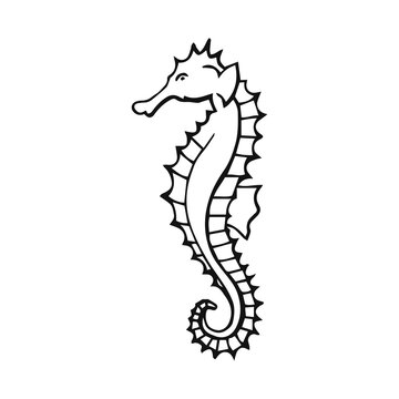 Hand drawn seahorse vector illustration on white background. Sea or ocean underwater life