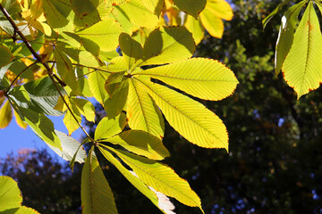 葉っぱ 秋 イエロー 鮮やか かわいい
