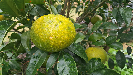 한국 제주도의 대표 과일 귤