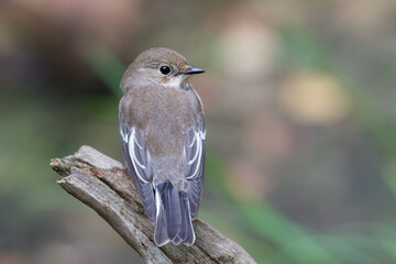 Close up of a nice Pied Flycatcher