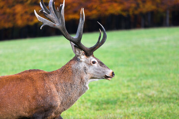 a deer in the autumn forest