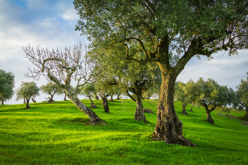 Beautiful olive trees in the green fields