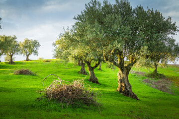 Beautiful olive trees in the green fields