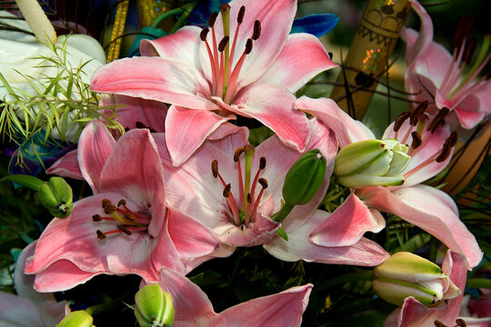 Pink Stargazer Lily Flowers