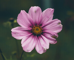 Fototapeta premium Headshot of a small flower, pink, inflorescence, osteospermum