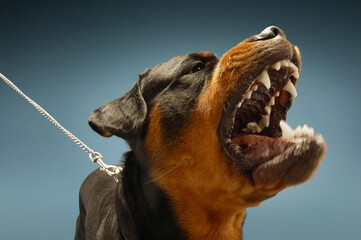 Ferocious Rottweiler Barking