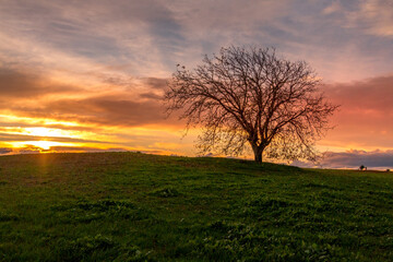 Beautiful tree at sunset in the fields. Huge tree with no foliage in the fields