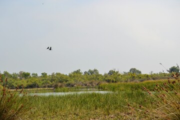 Karacabey, Bursa, Turkey, 09.08.2017.  Huge groups of birds and seagulls in Karacabey floodplains.