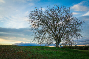 Obraz premium Beautiful tree at sunset in the fields. Huge tree with no foliage in the fields