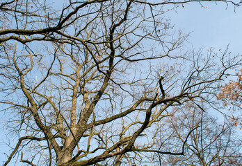Abstract autumn trees without leaves