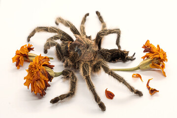 Tarantula. Large venomous spider. Autumn molt of a tarantula. Close-up. Dry autumn flowers. Hairy spider hide. The spider shed its skin. Yellow dried calendula flowers. White background. Isolate.