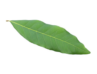 Longan leaves isolated on white background.