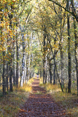 Obraz premium Autumn in the forest or woods in the Netherlands. Nice forest scenery with fall leaves and sunlight. Autumn forest nature landscape.