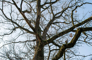 Abstract autumn trees without leaves