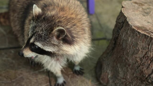 North american raccoon. The racoon eat banana at stump. Coon eating a fruit. Animal at zoo eats bananas
