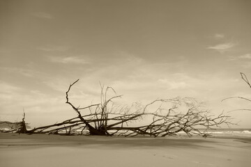 Fototapeta premium photography picture of a wonderful beautiful futuristic tree trunk against the backdrop of the sea horizon of nature.