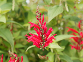 (Salvia elegans) Sauge ananas à inflorescence de longue, étroites fleurs rouge écarlates, tubulaires, lèvre supérieure dressée, inférieure incurvée, étamines saillantes, calice vert rougeâtre