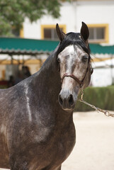 Face portrait of a champion stallion hispano arabian in Jerez