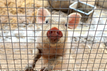 A small pig on the farm